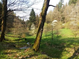 Naturtherapie und Waldbaden beim Erschöpfungssyndrom 