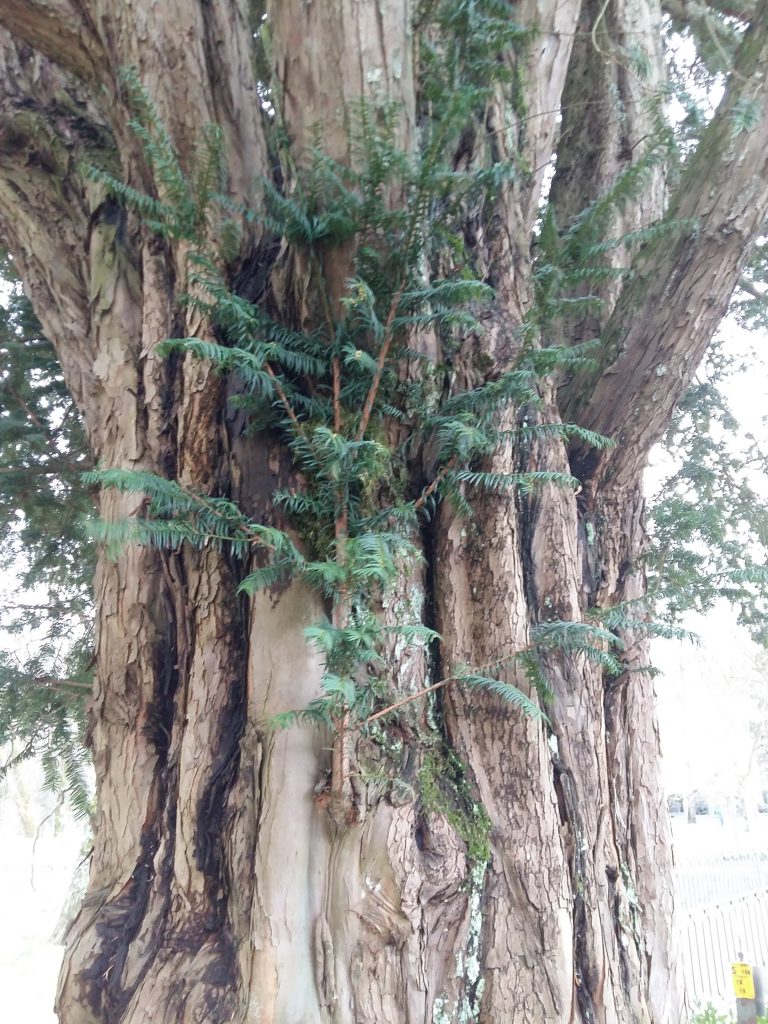 Naturtherapie bei Lebenskrisen mit einem Baum im Park.  